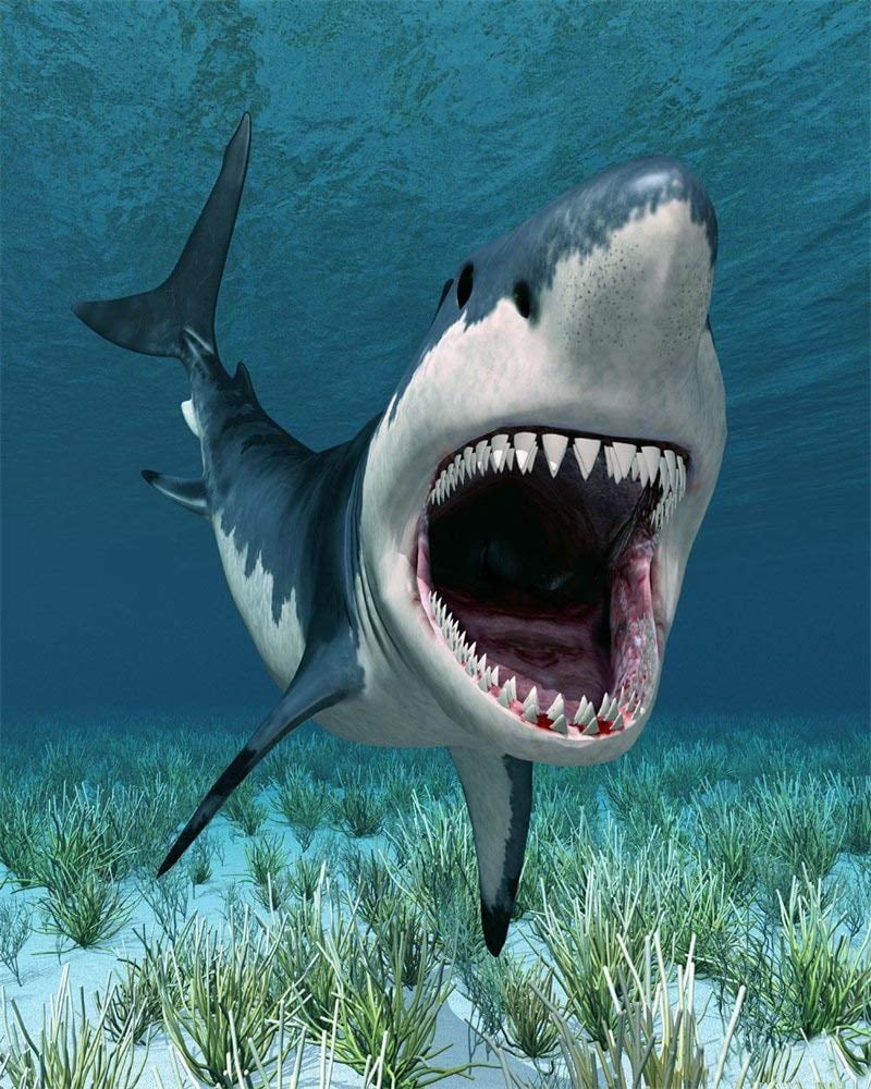 ABPHOTO Polyester 5x7ft Cartoon Shark Backdrop Underwater World Green Grass Aquarium Ocean Sailing Photography Background for Baby Shower Girls Boys Happy Birthday Party Décor Photo Studio Props